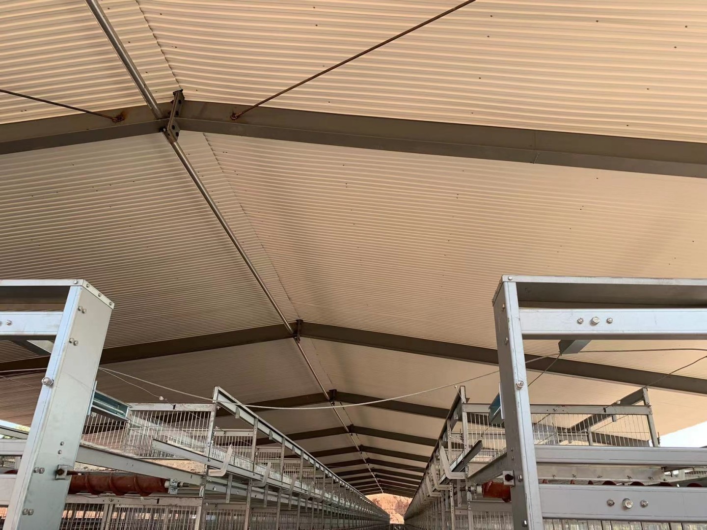 项目名称:养鸡场