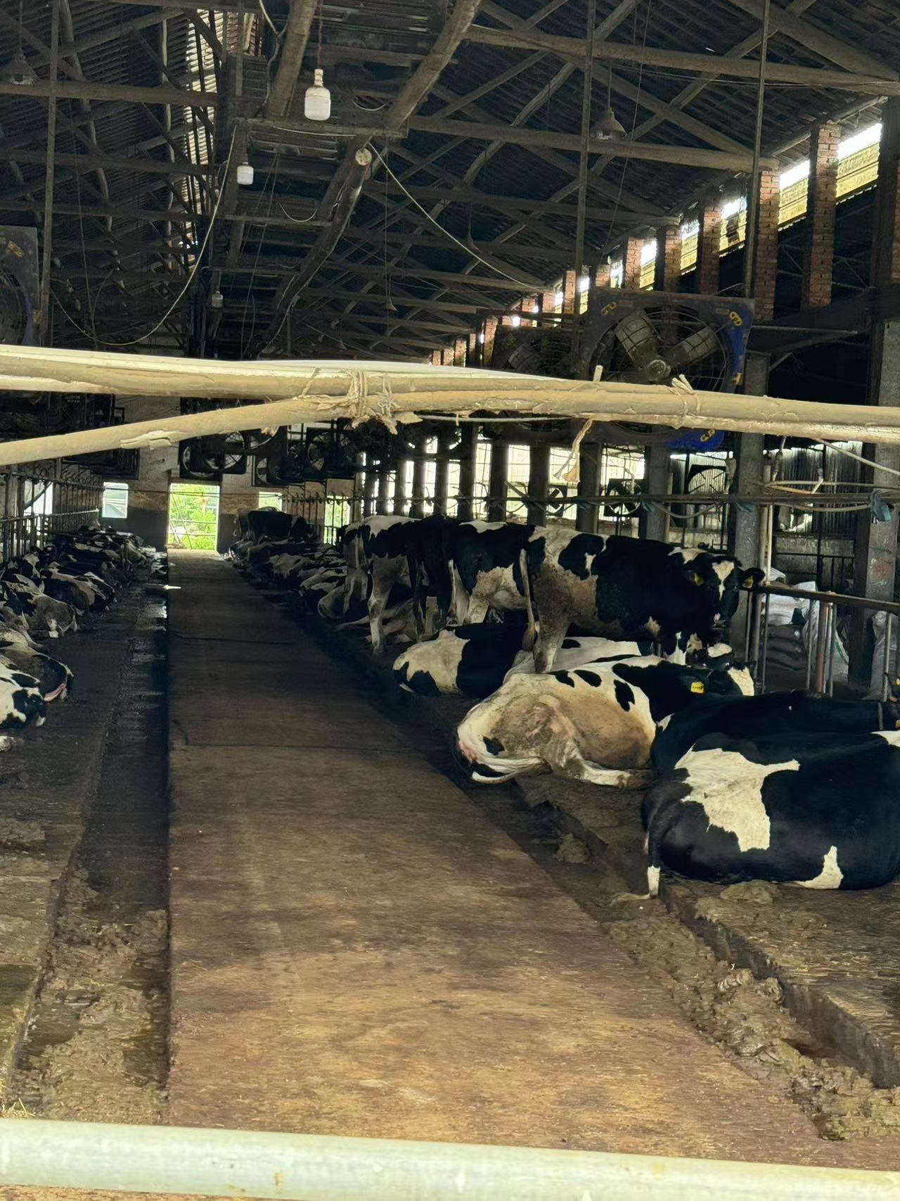 项目名称:养牛场